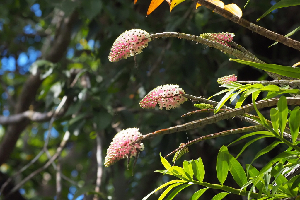 Dendrobium smilliae F.Muell., 1867 2