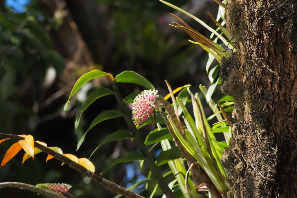 Dendrobium smilliae F.Muell., 1867 3