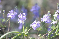 Veronica capsellicarpa