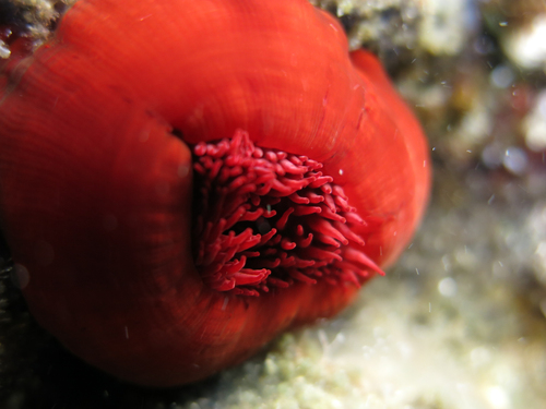 Mediterranean Beadlet Anemone, photo 6 of 9