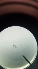 Micrasterias truncata