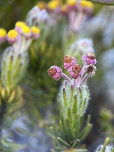 Warty Capesaffron (Gnidia nana)