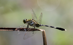 Orthetrum sabina