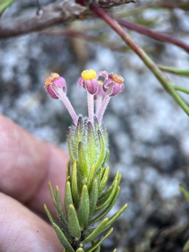 Image of Gnidia nana by (c) Charleen Brunke, some rights reserved (CC BY)
