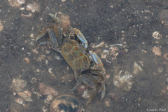 Macrophthalmus