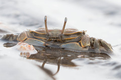 Macrophthalmus