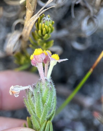 Image of Gnidia nana by (c) Charleen Brunke, some rights reserved (CC BY)