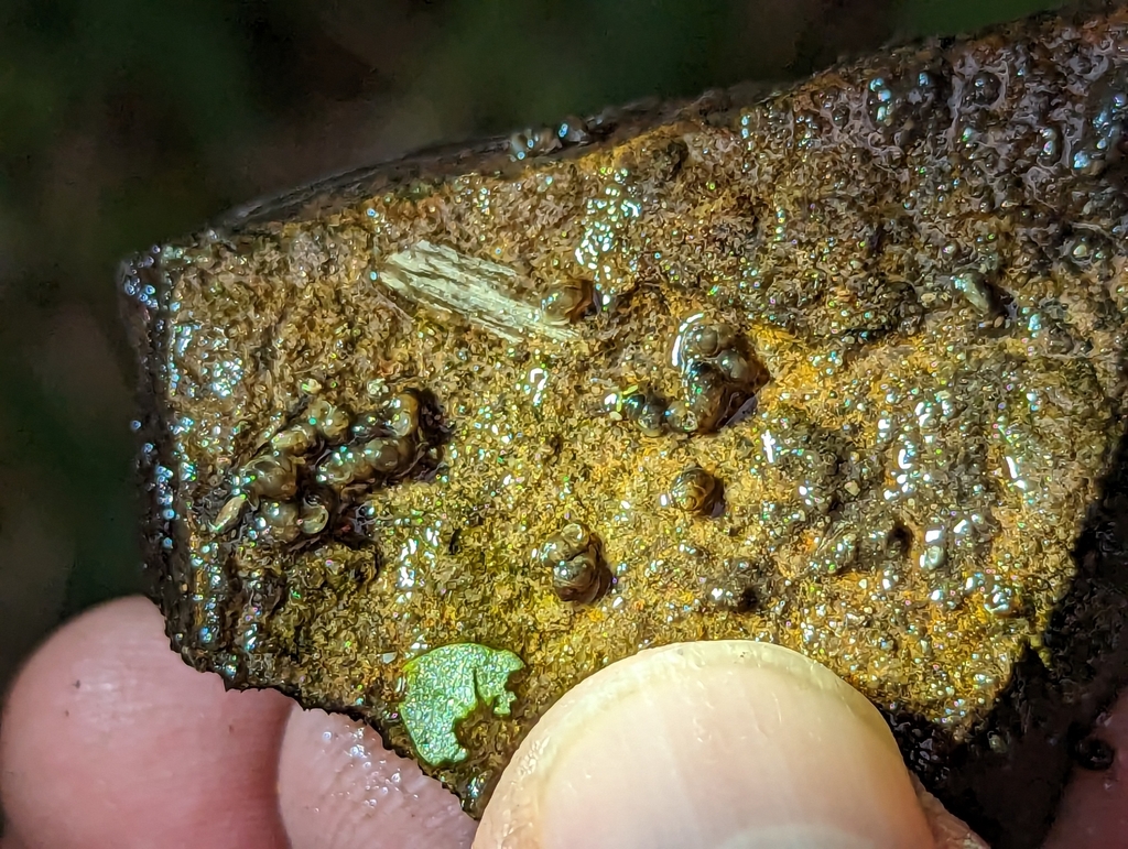 Verde Rim Springsnail