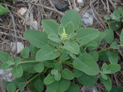 Chenopodium acuminatum virgatum