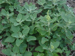 Chenopodium acuminatum virgatum