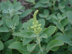 Chenopodium acuminatum virgatum