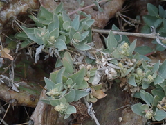 Atriplex maximowicziana