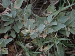 Atriplex maximowicziana