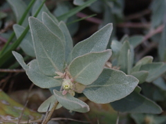 Atriplex maximowicziana