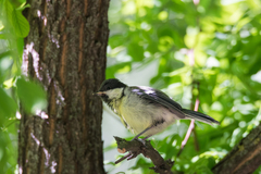 Parus major