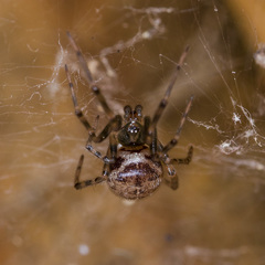 Steatoda castanea