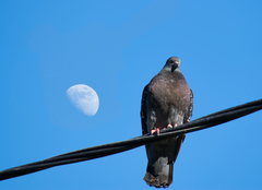 Columba livia domestica