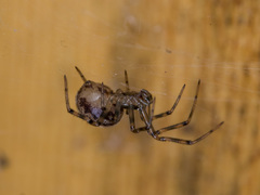 Steatoda castanea