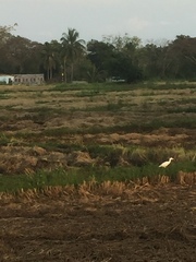 Bubulcus ibis