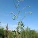 Peucedanum latifolium - Photo (c) Sergey Mayorov, alguns direitos reservados (CC BY-NC), uploaded by Sergey Mayorov