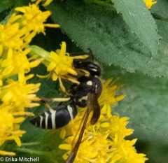 Ancistrocerus catskill
