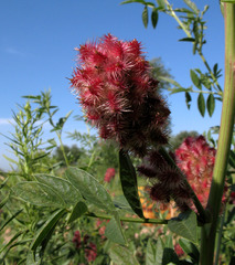 Glycyrrhiza echinata