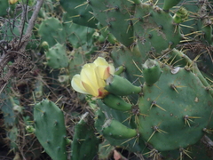Opuntia stricta