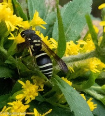 Ancistrocerus catskill