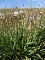 Scorzonera parviflora
