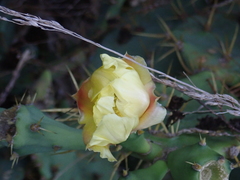 Opuntia stricta