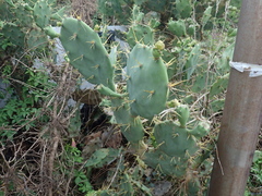 Opuntia stricta