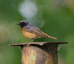 Phoenicurus phoenicurus