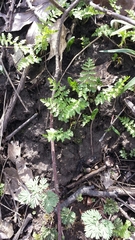 Cystopteris protrusa