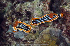 Chromodoris magnifica