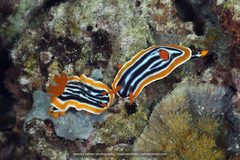 Chromodoris magnifica