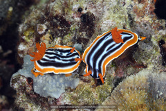 Chromodoris magnifica