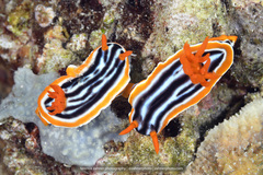Chromodoris magnifica