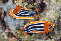 Chromodoris magnifica