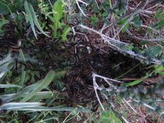 Ocnogyna clathrata