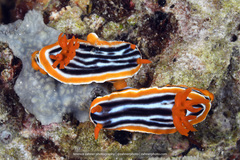 Chromodoris magnifica