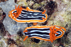 Chromodoris magnifica