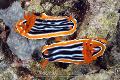 Chromodoris magnifica