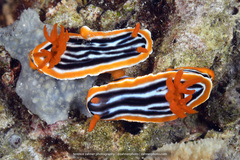 Chromodoris magnifica