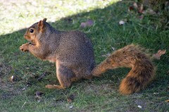 Sciurus niger