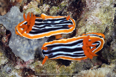 Chromodoris magnifica