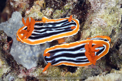 Chromodoris magnifica