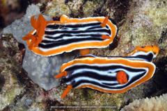 Chromodoris magnifica