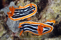 Chromodoris magnifica