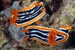 Chromodoris magnifica