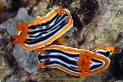 Chromodoris magnifica